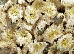Изображение Хризантема  цветы сушеные, 50 гр